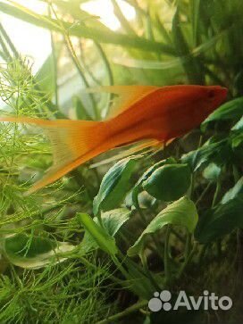 Меченосцы самцы