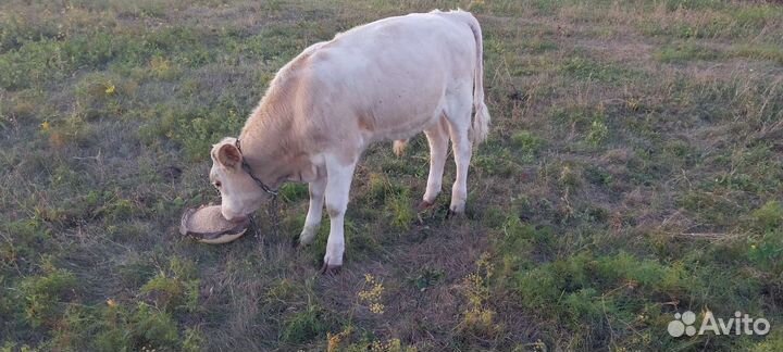 Продам бычка