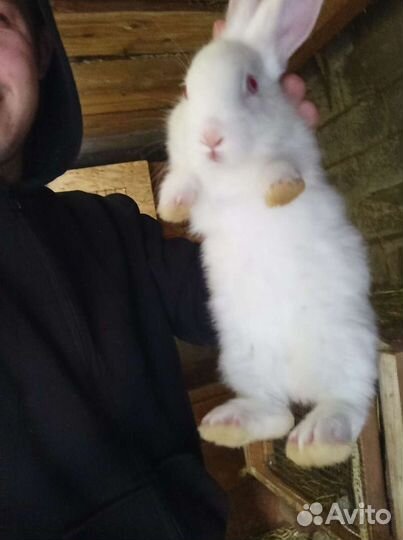 Продам кроликов