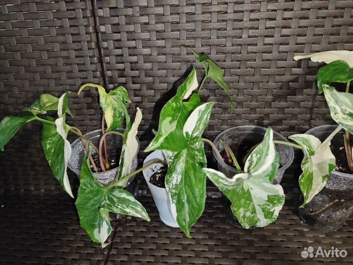 Сингониум панда, империал вайт, Венейшен