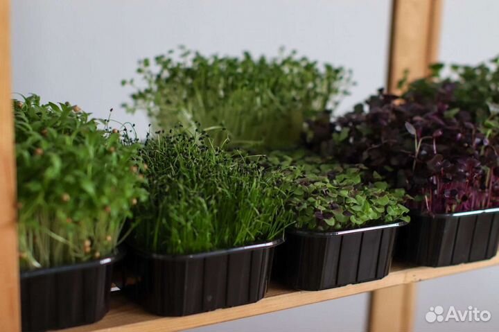 Микрозелень