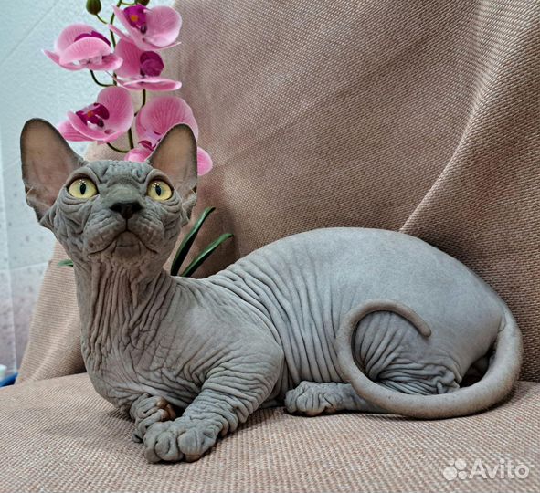 Мальчик бамбино документы