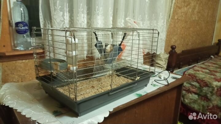 Морская свинка с клеткой бесплатно