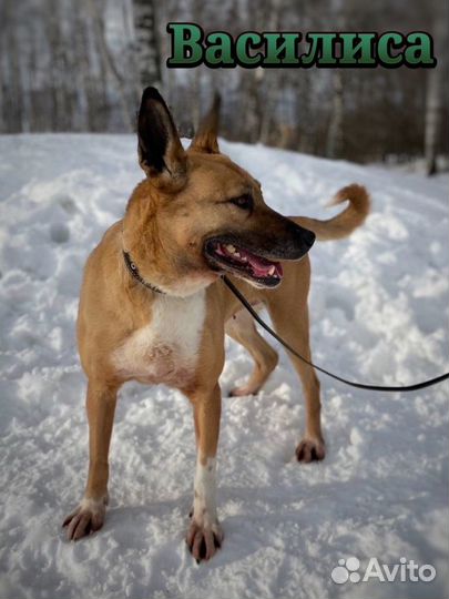 Породистая красивая рыжая ласковая собака