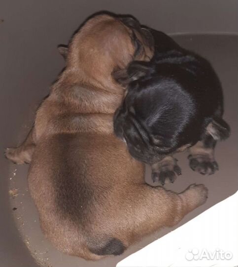 Французский бульдог-чудо из чудес)