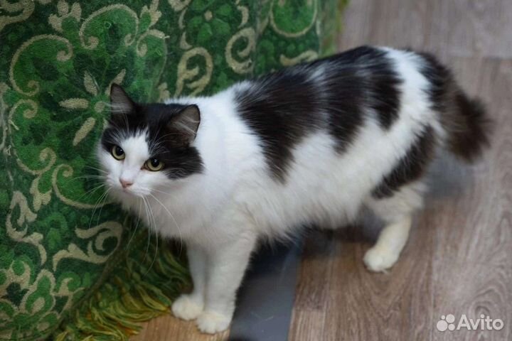 Миниатюрная красотка