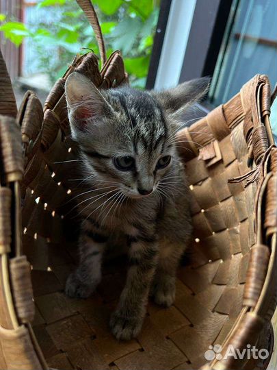 Кошки бесплатно