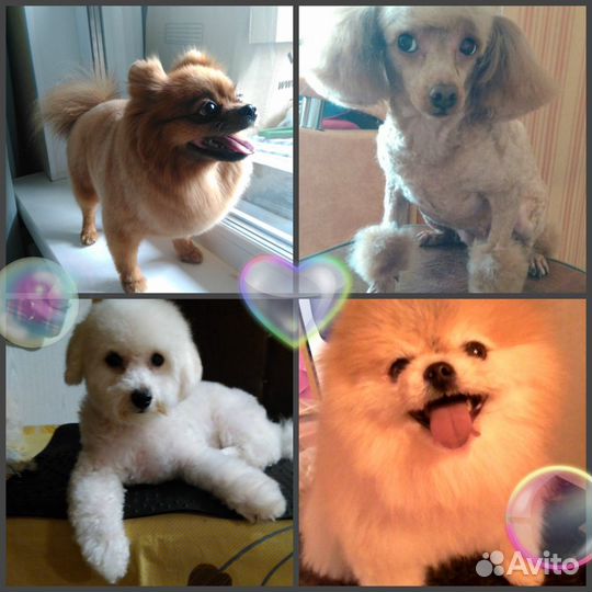 Стрижка кошек и собак (груминг,выезд)