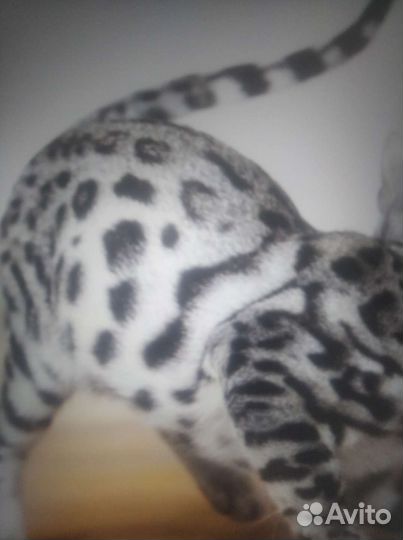 Пятно на серебре