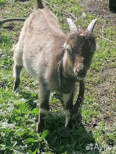 Козлики ламанча 100