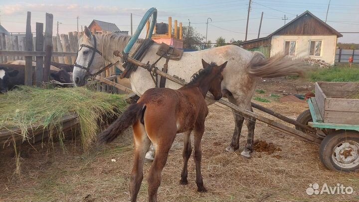 Продам кобылу с жеребёнком