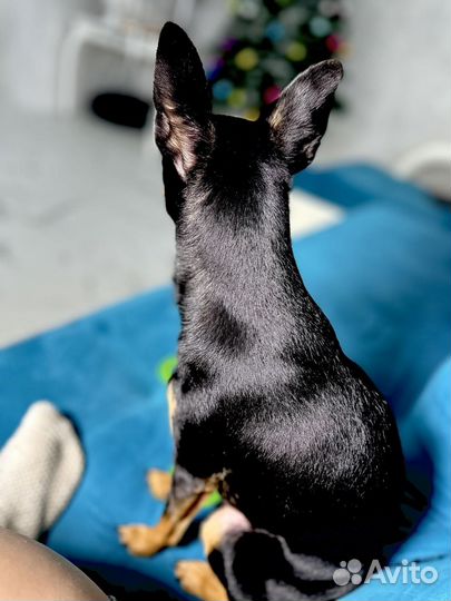 Вязка собак той-терьер