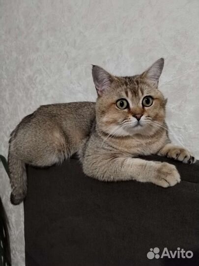 Британский кот на вязку