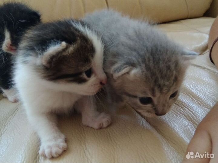Отдам бесплатно котят в добрые руки