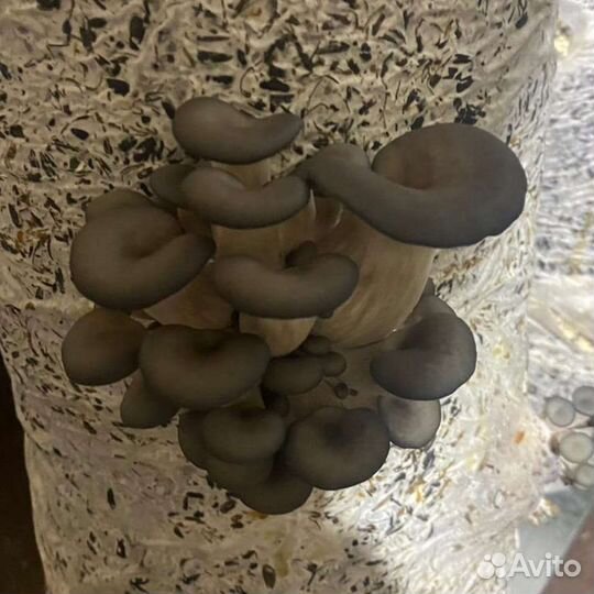 Готовые блоки Вешенки