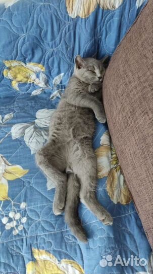 Британские котята
