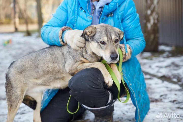 Хорошая собака Патьент ищет дом