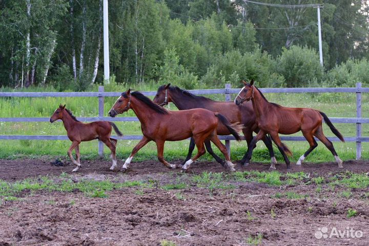 Спортивная тракененская помесь