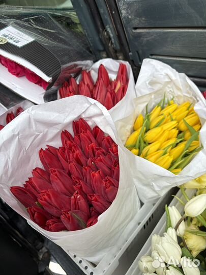 Тюльпаны 90