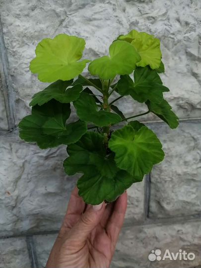 Пеларгония герань