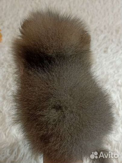 Щенки шпица