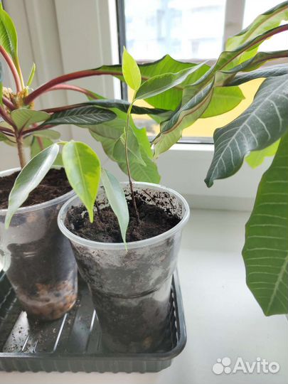 Фикус бенджамина