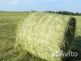 Сено люцерна