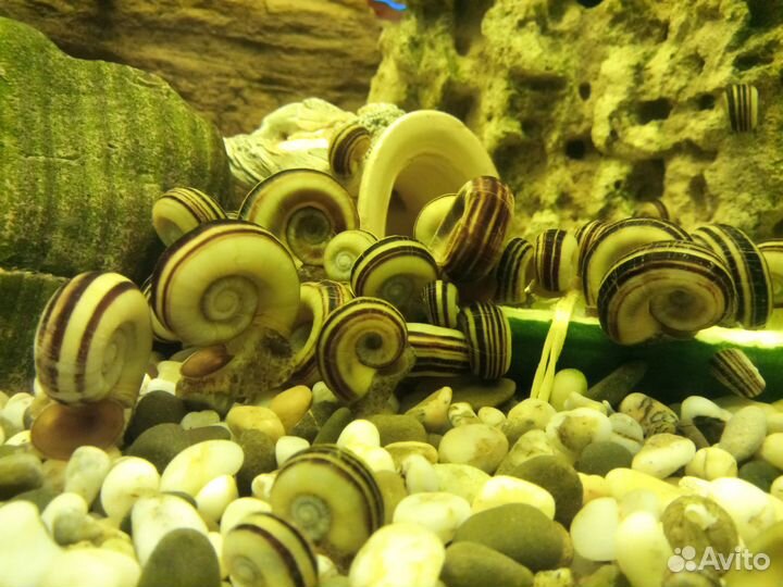 Улитка мариза