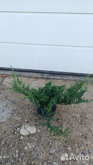 Можжевельник декоративный информация в описании