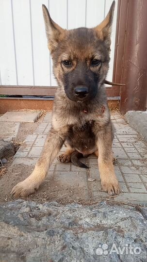 Щенок немецкой овчарки