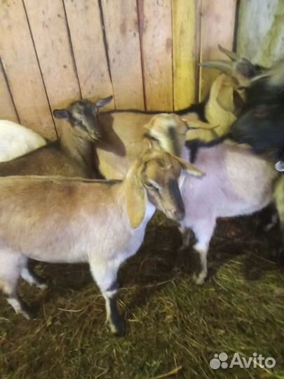 Козы и Козлы