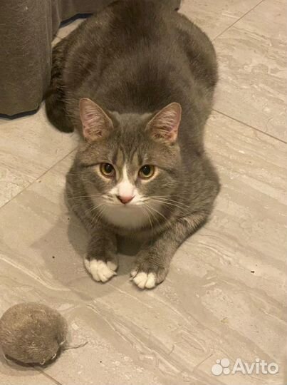 Серый и Беляш нуждаются в доме