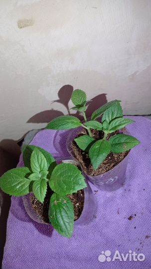 Гортензия метельчатая Самаркая Лидия