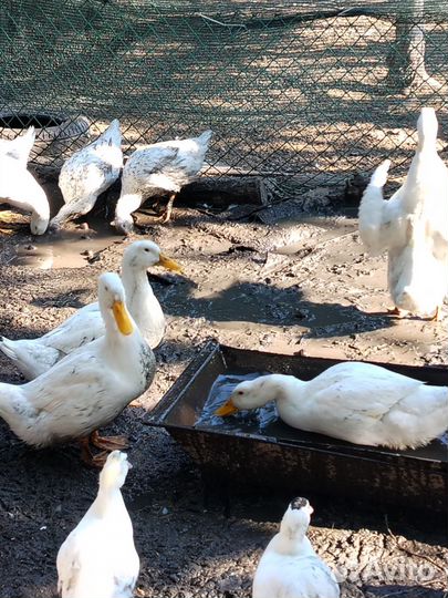 Утки на мясо муларды молодые домашние