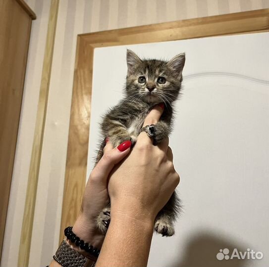 Котята в добрые руки 1 месяц