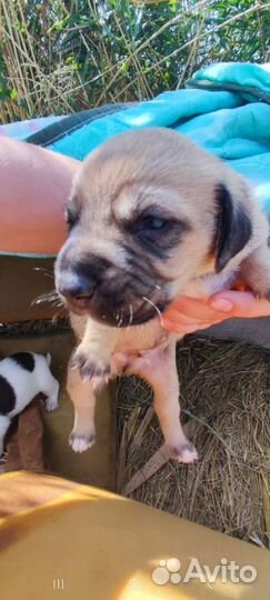 Собаки бесплатно в добрые руки щенки