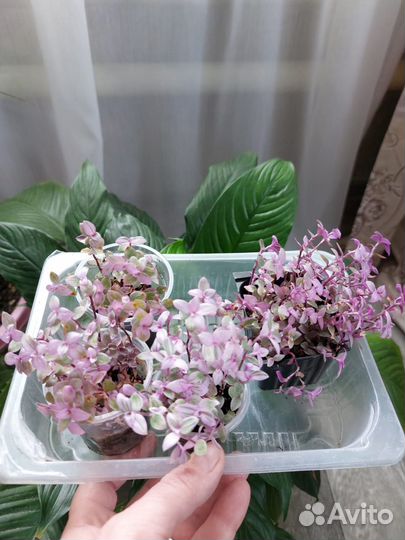 Каллизия Pink Panther