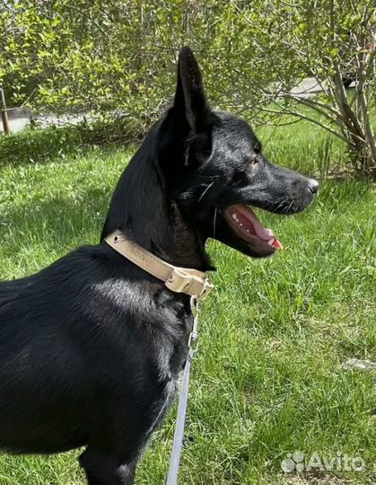 Ошейник из натуральной кожи