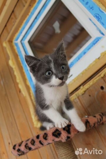 Кошка в дар бесплатно