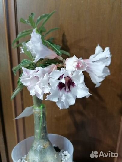 Адениум сорт Winter Cherry