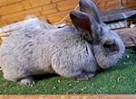 Кролики породы большое светлое серебро