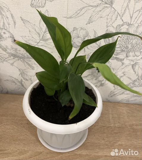 Спатифиллум