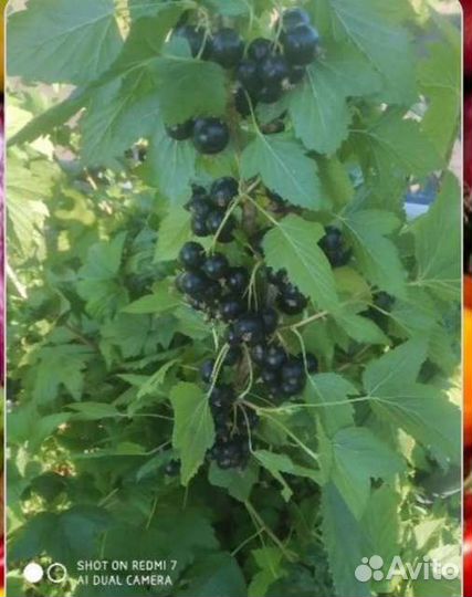 Слива и смородина Саженцы