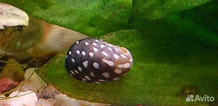 Улитки теодоксус