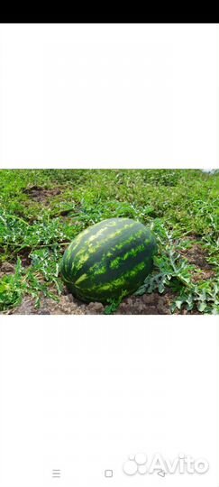 Арбуз оптом Каристан