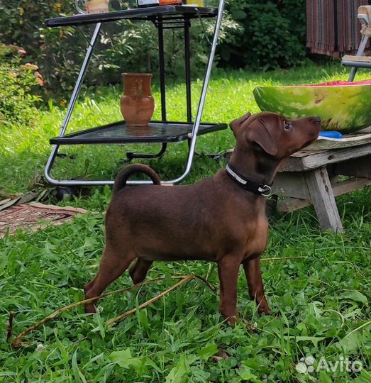 Девочка цвергпинчера