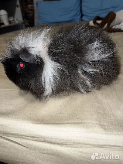 Морские свинки девочки