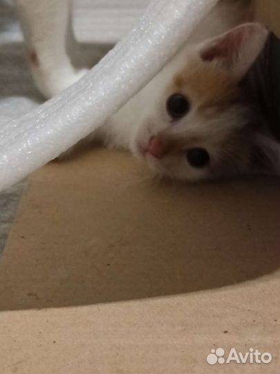 Котёнок в добрые руки