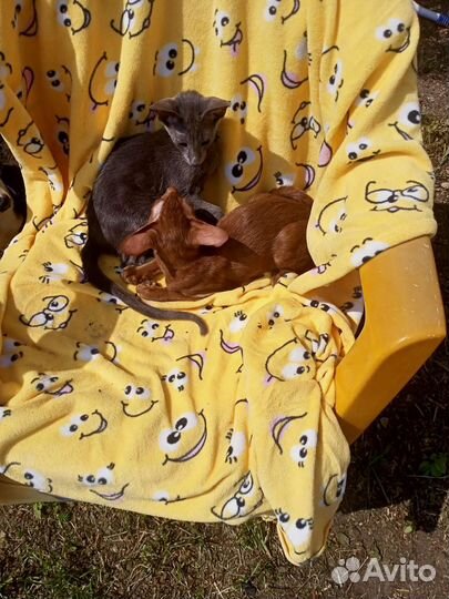 Ориентальные котята