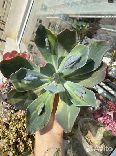 Суккуленты, вариегатные эхеверии